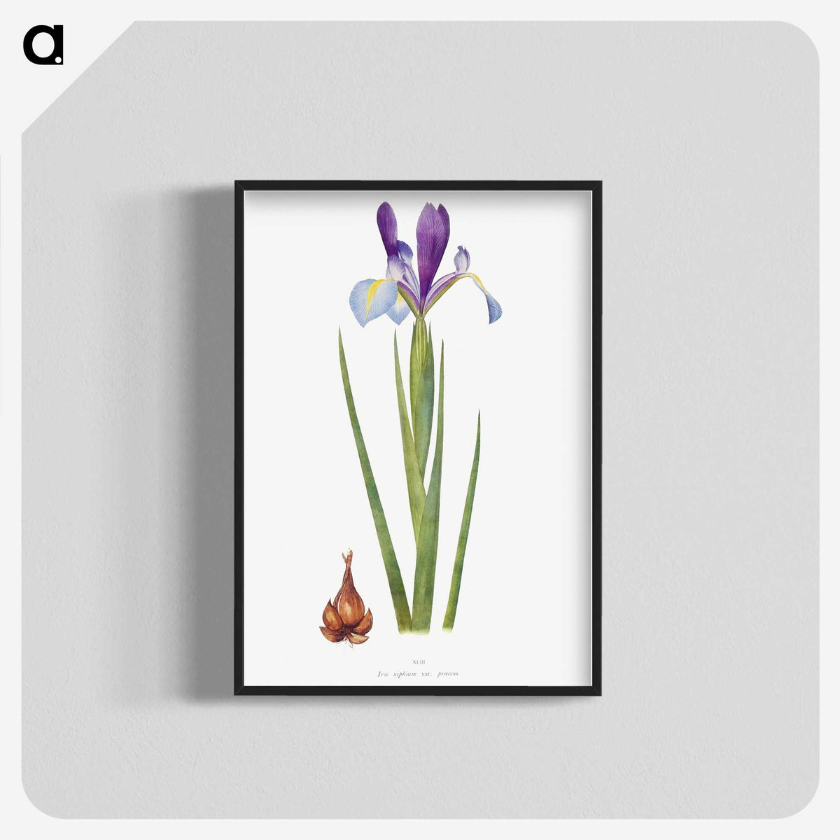 1-16_The-Genus-Iris_blk-crop