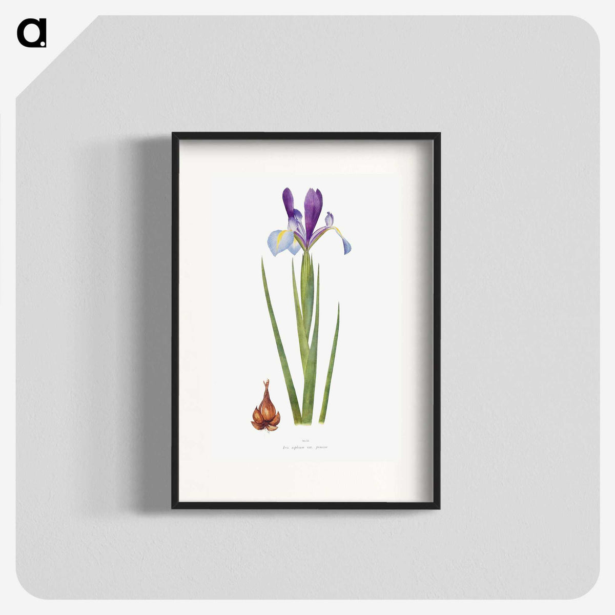 1-16_The-Genus-Iris_blk