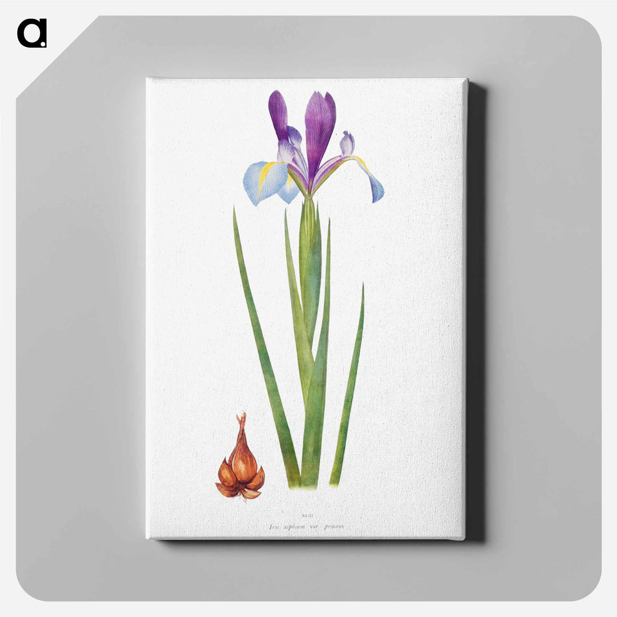 アートパネル-Iris Xiphium Var Praecox from The genus Iris
- アヤメ属 Canvas.