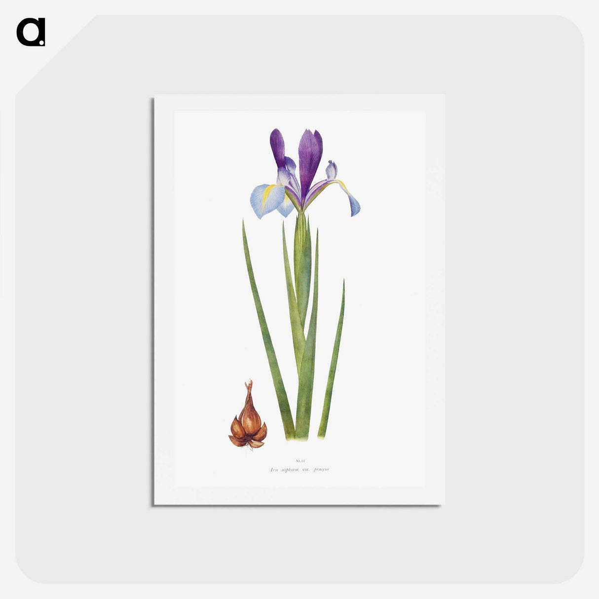 1-16_The-Genus-Iris_hagaki