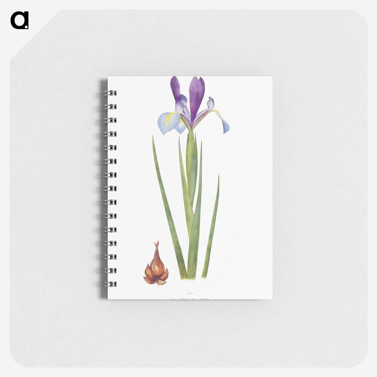 1-16_The-Genus-Iris_memo