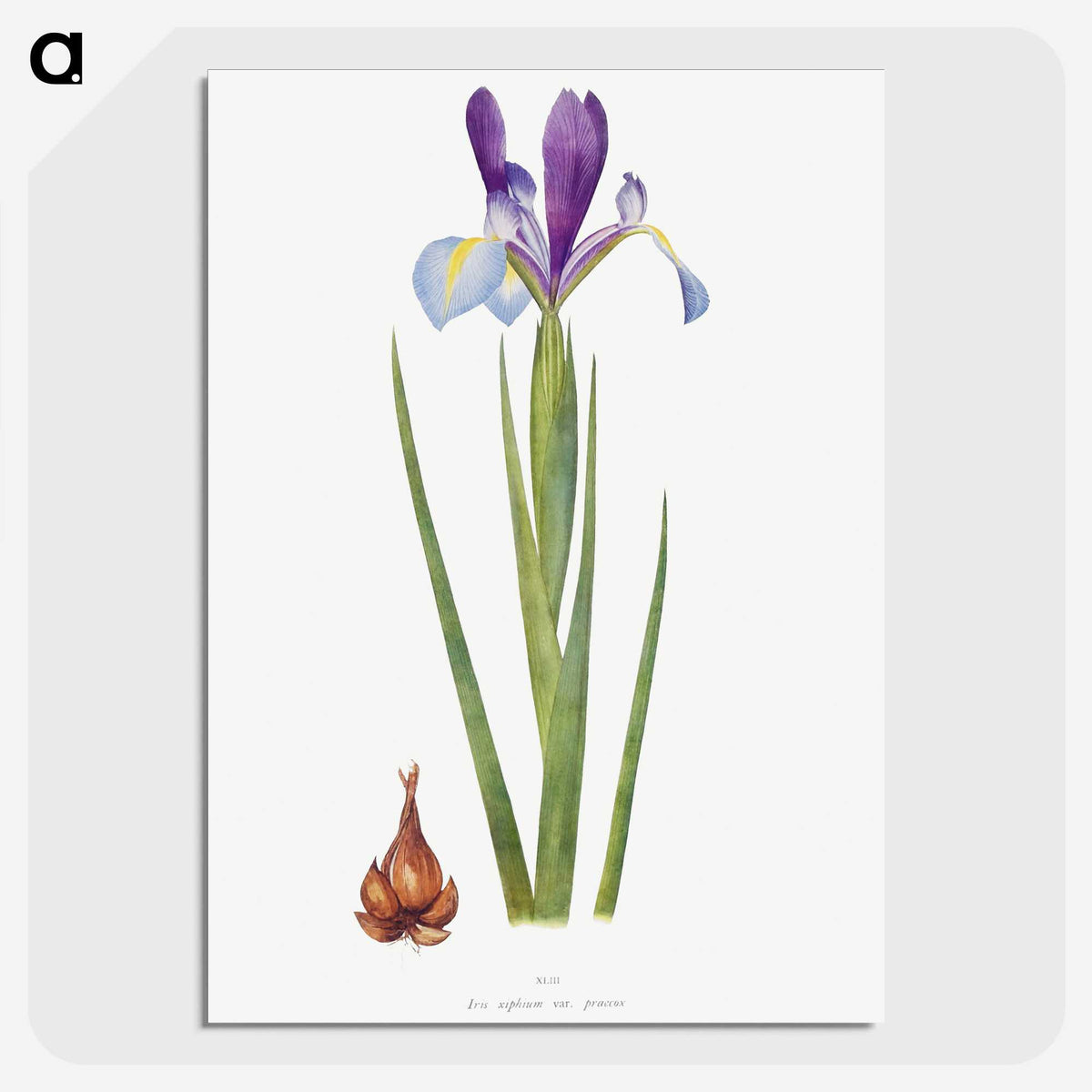 1-16_The-Genus-Iris_picture-crop