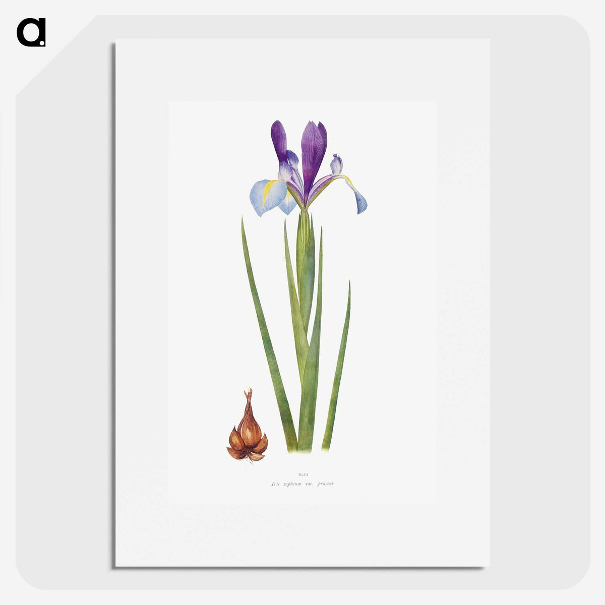 1-16_The-Genus-Iris_picture