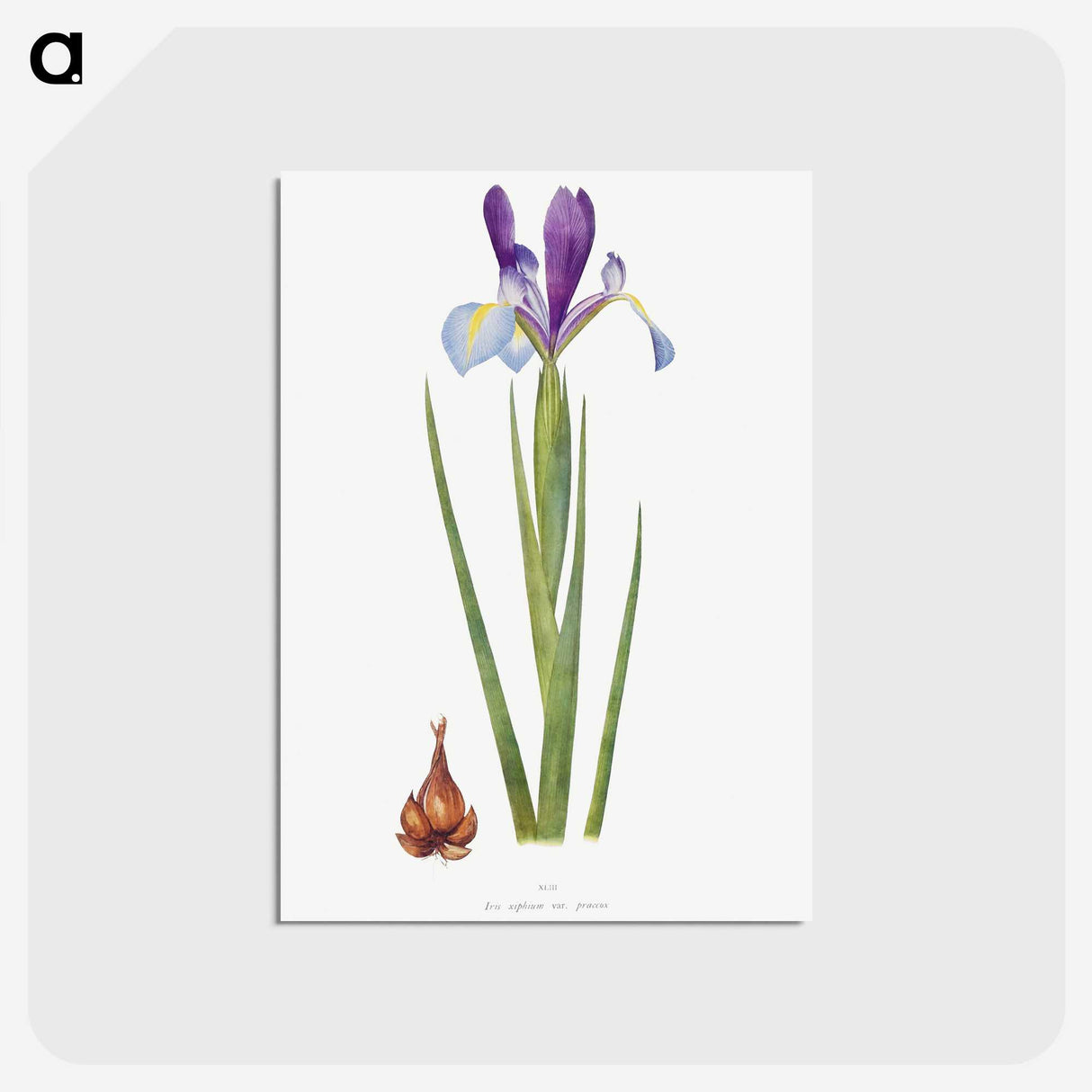 1-16_The-Genus-Iris_postcard