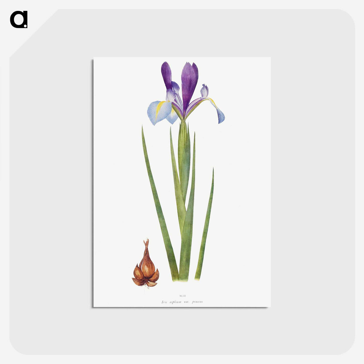 1-16_The-Genus-Iris_postcard