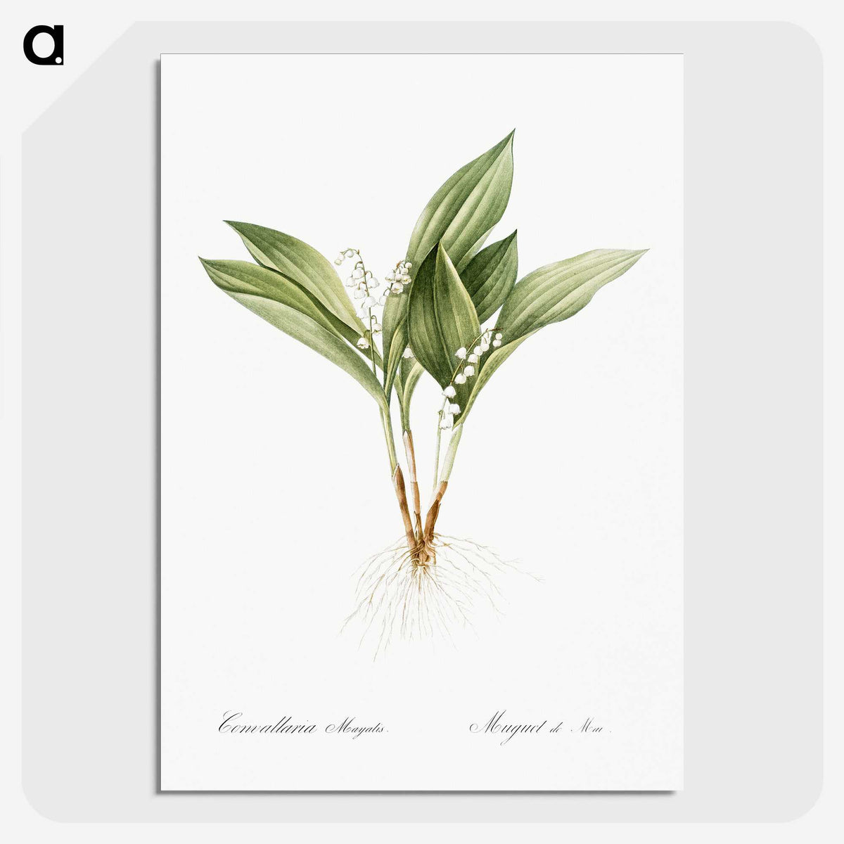 1-16_The-Lilies_picture-crop