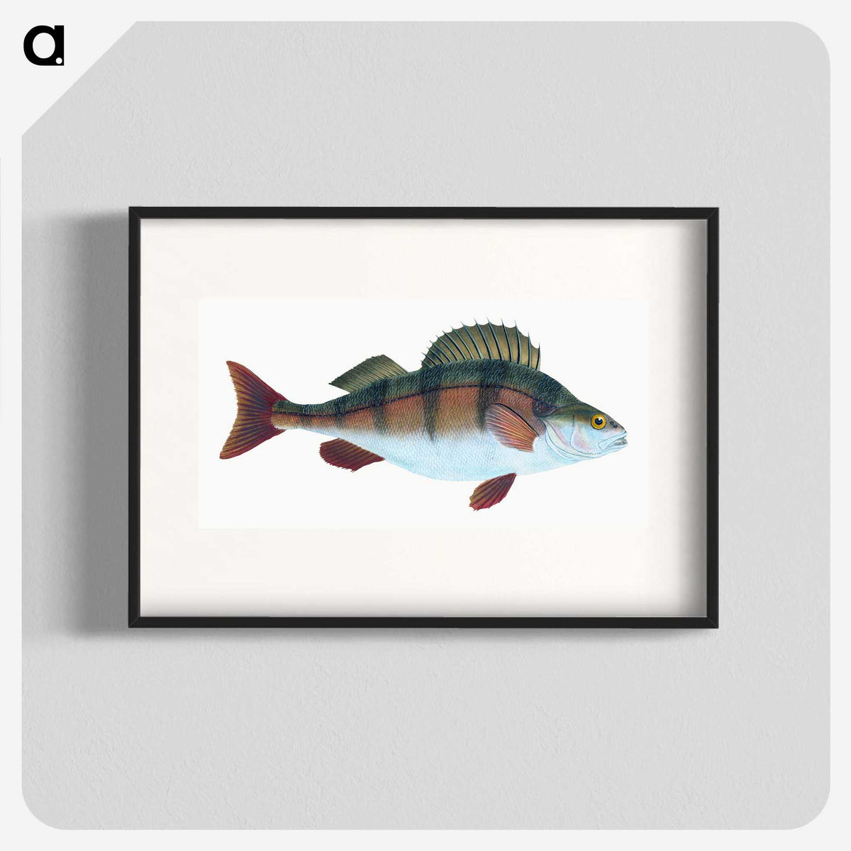 1-16_The-Natural-History-of-British-Fishes_blk