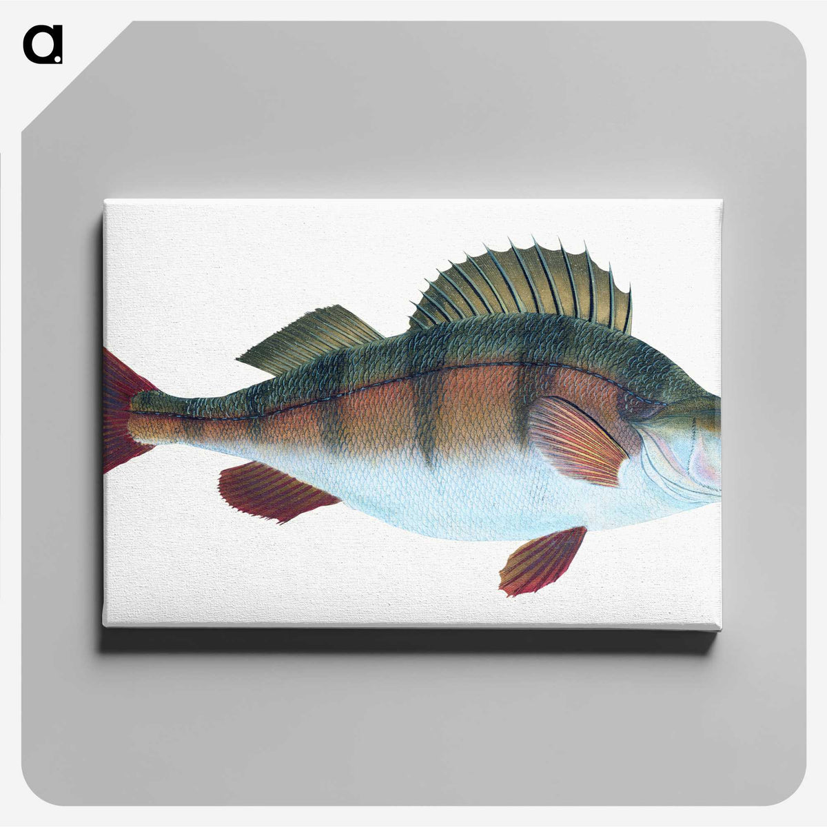 1-16_The-Natural-History-of-British-Fishes_canvas