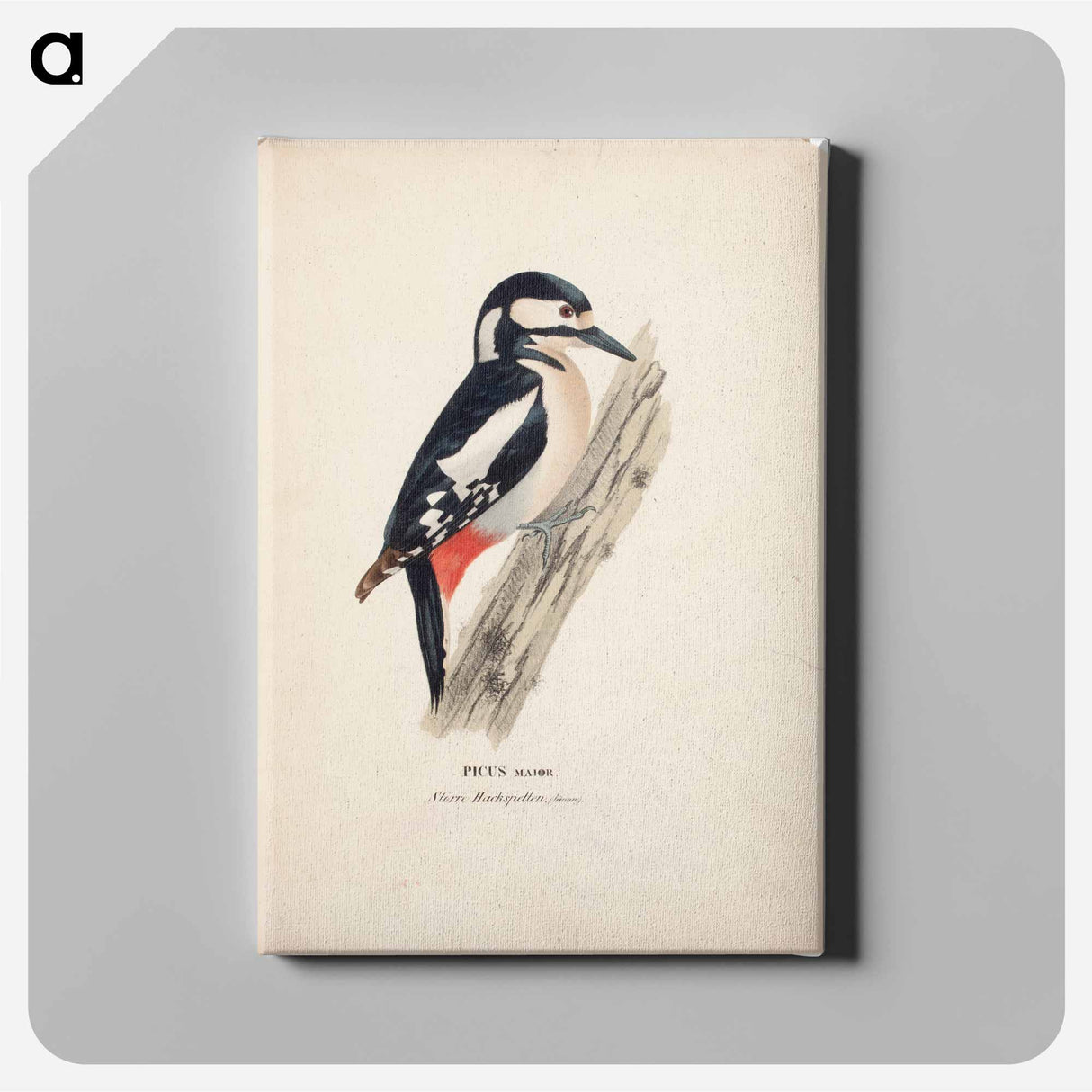 Great spotted woodpecker, female - ヴィルヘルム フォン ライト Canvas.