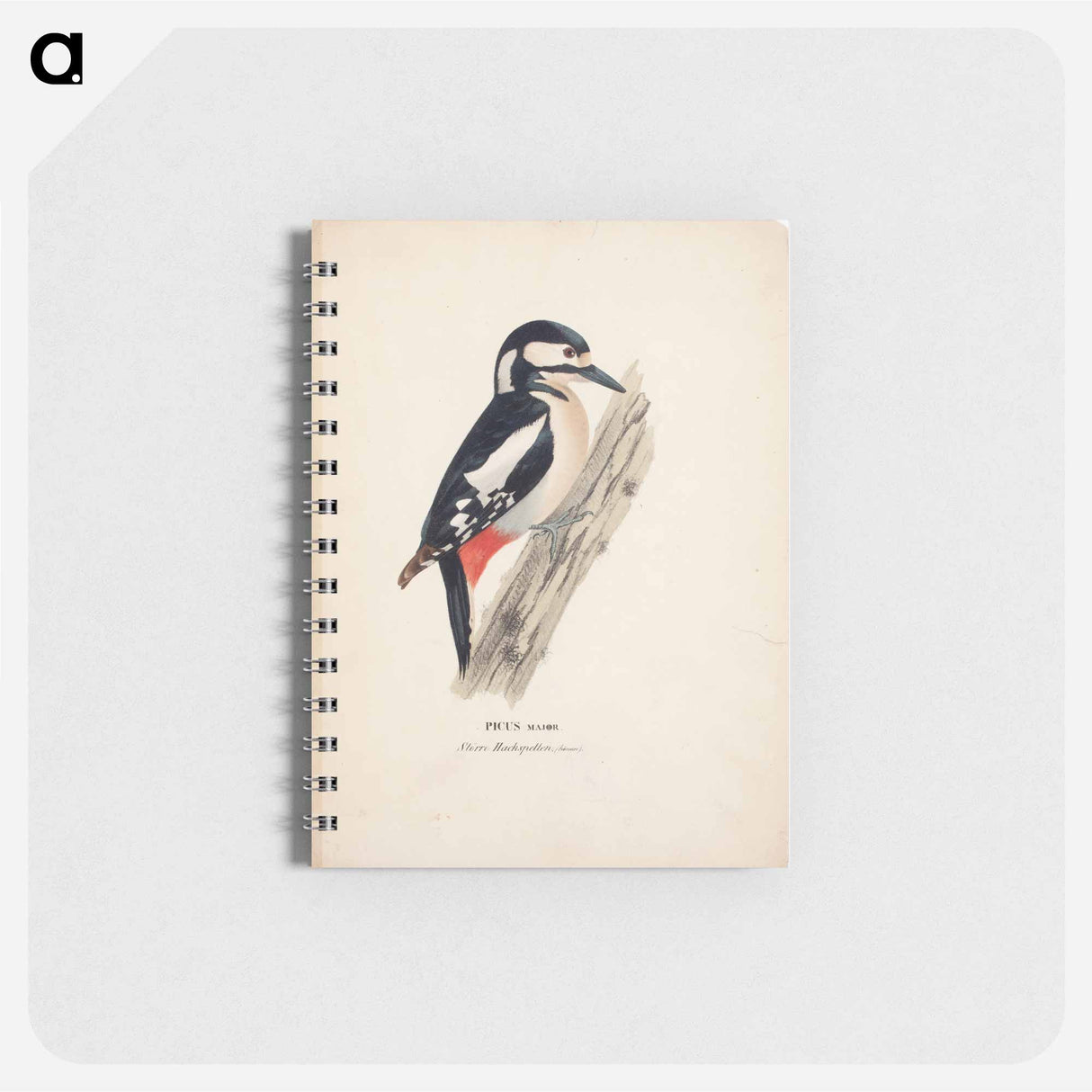 Great spotted woodpecker, female - ヴィルヘルム フォン ライト Memo.