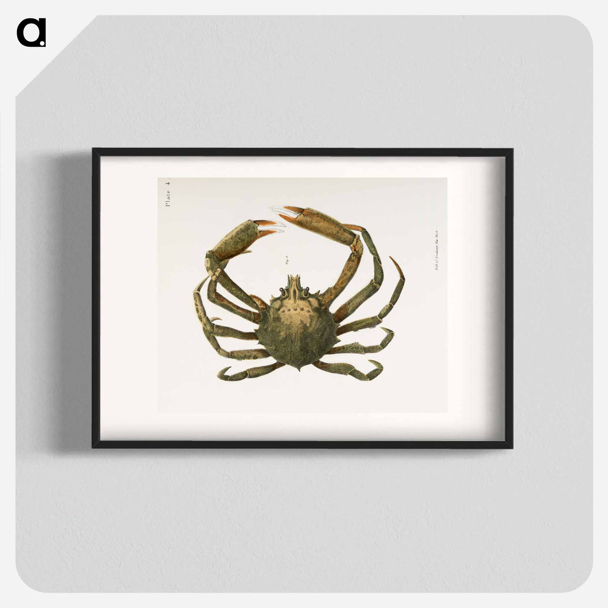 Spider crab illustration from Zoology of New York by James Ellsworth De Kay - ニューヨークの動物学 Poster.