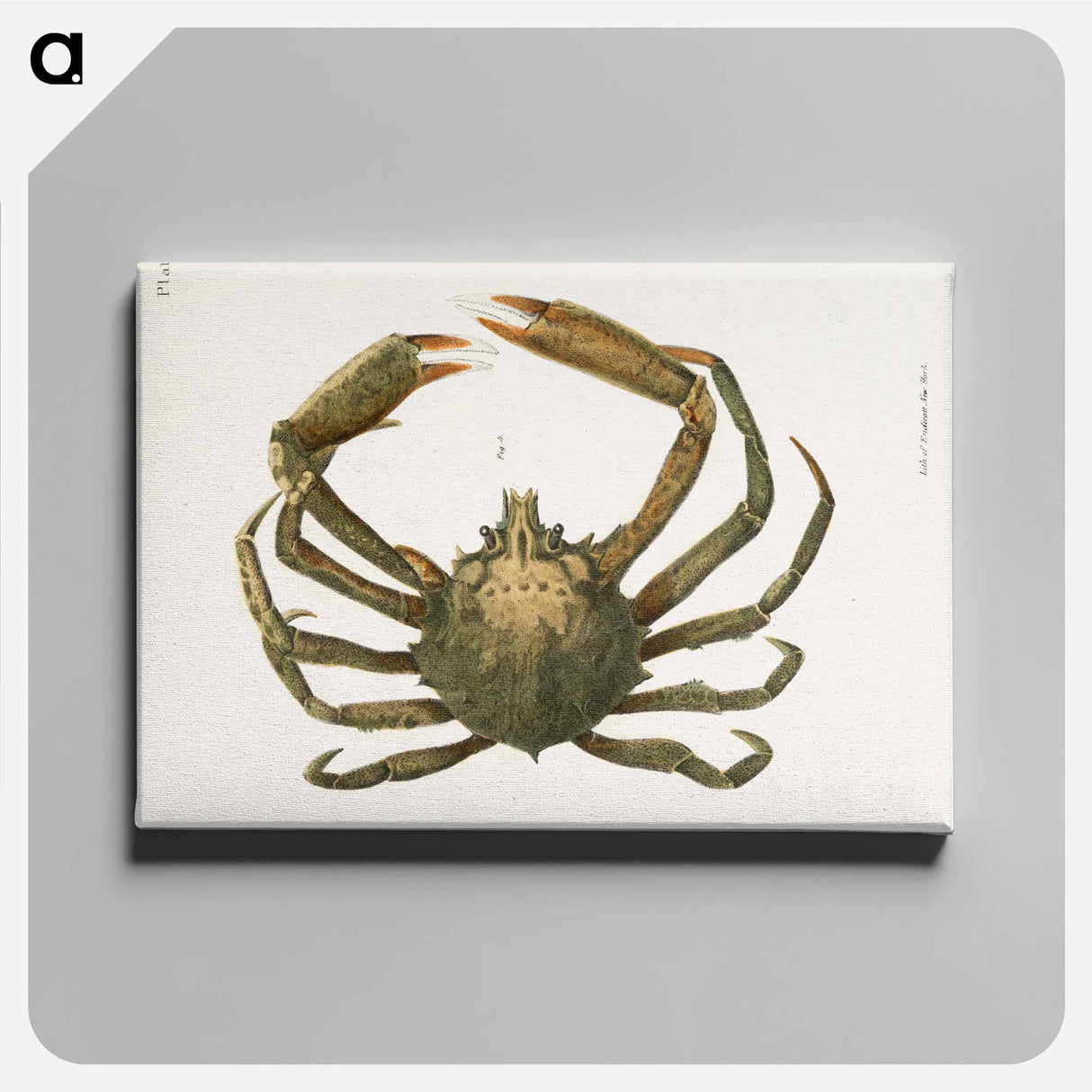 Spider crab illustration from Zoology of New York by James Ellsworth De Kay - ニューヨークの動物学 Canvas.
