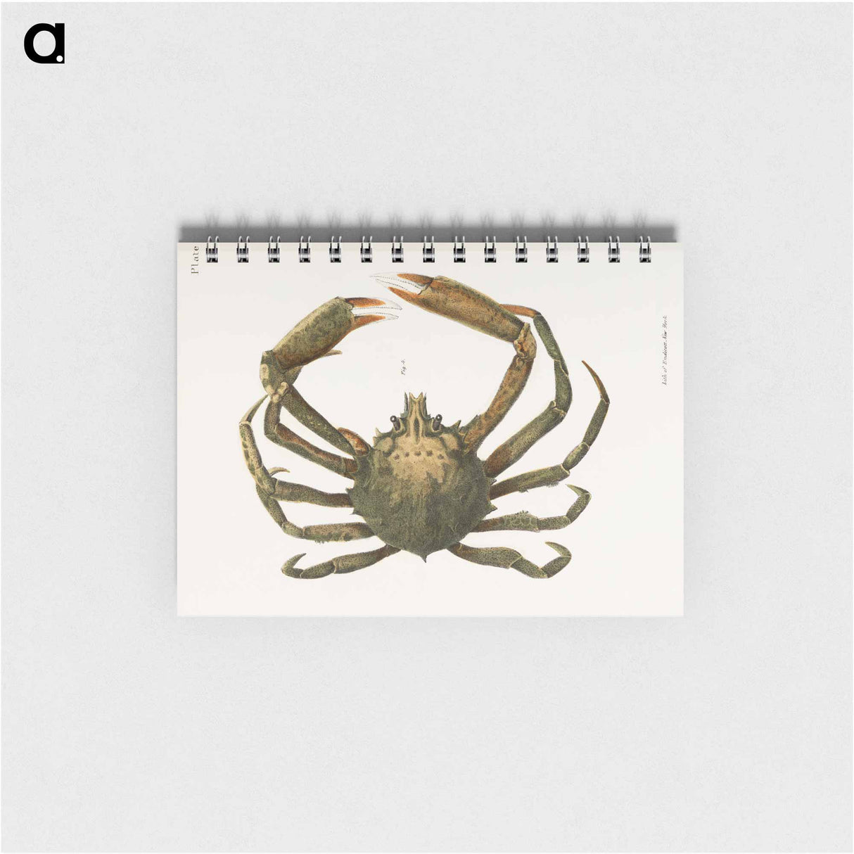 Spider crab illustration from Zoology of New York by James Ellsworth De Kay - ニューヨークの動物学 Memo.