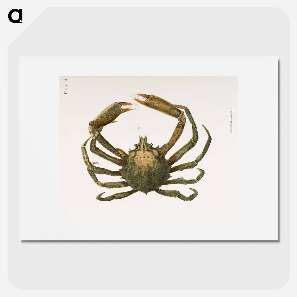Spider crab illustration from Zoology of New York by James Ellsworth De Kay - ニューヨークの動物学 Poster.