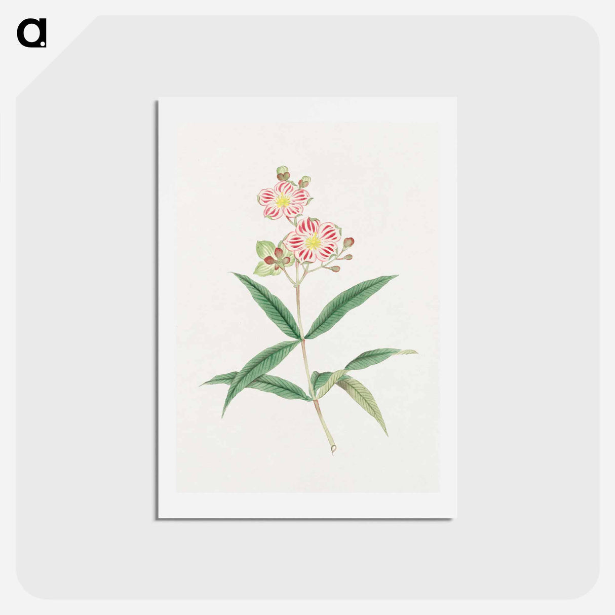 Japanese red on white blossoms - 19世紀の日本の花 Postcard.