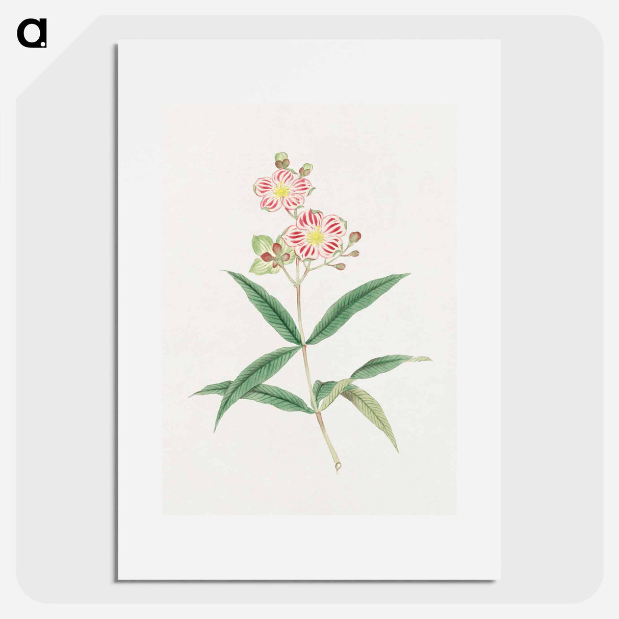 Japanese red on white blossoms - 19世紀の日本の花 Poster.