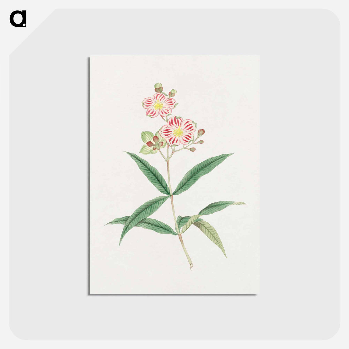 Japanese red on white blossoms - 19世紀の日本の花 Postcard.