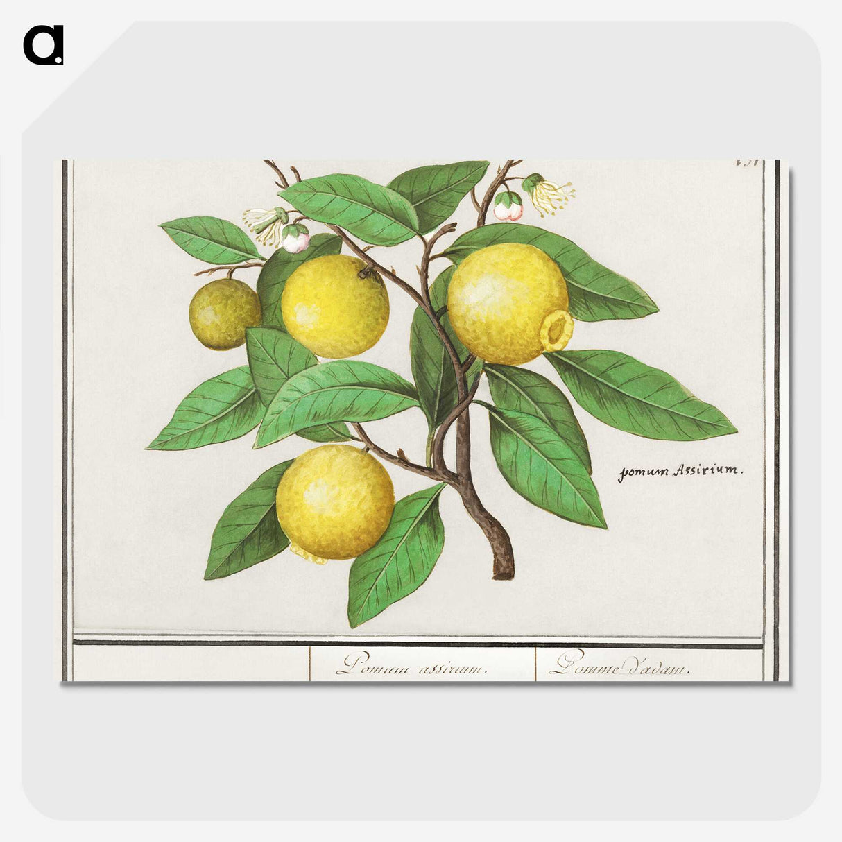 1-17_Anselmus-Boetius-de-Boodt_picture-crop