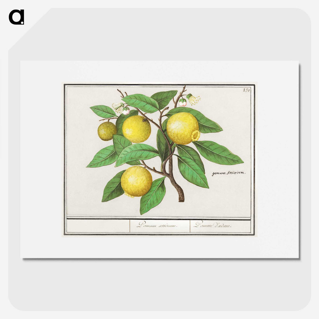 1-17_Anselmus-Boetius-de-Boodt_picture