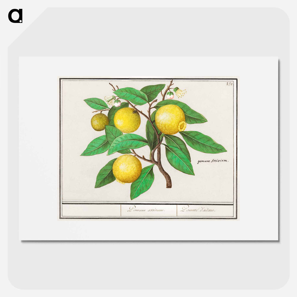 Lemon - アンセルムス ボエティウス デ ブート Poster.
