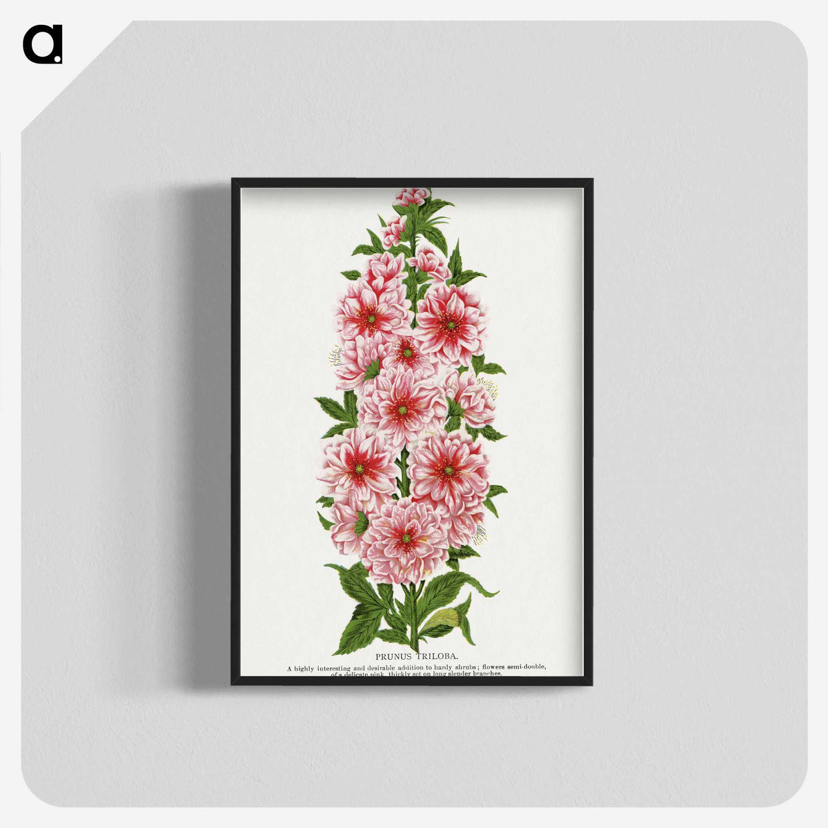 1-17_Botanical-Specimen-Plates_blk-crop