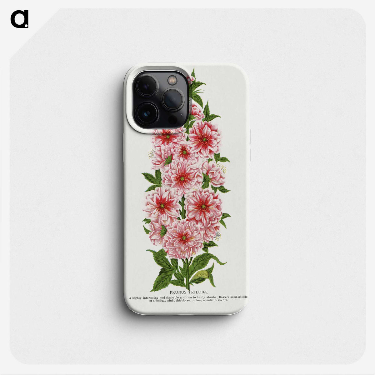 1-17_Botanical-Specimen-Plates_phone