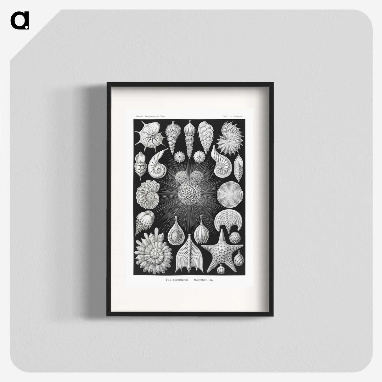 1-17_Ernst-Haeckel_blk