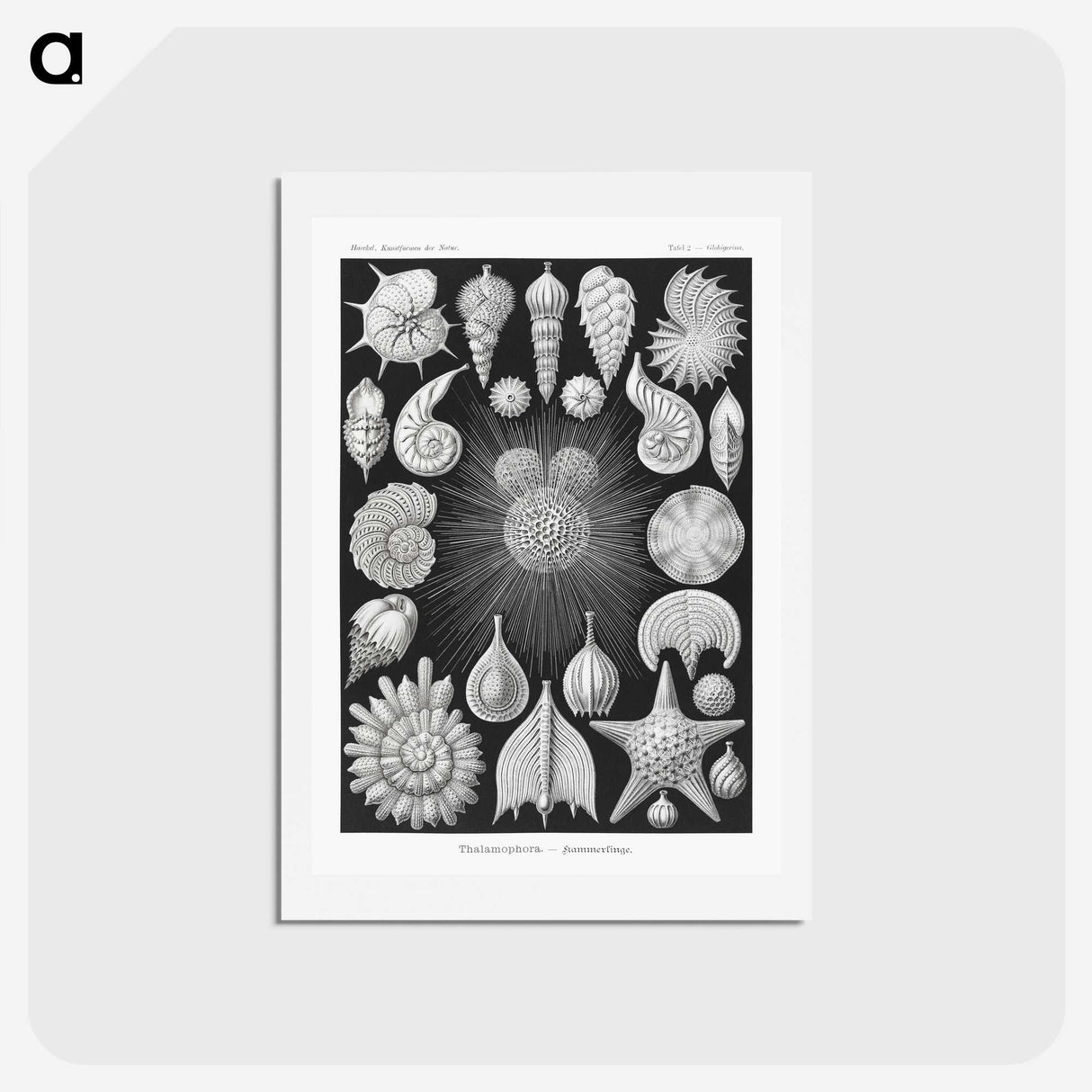 1-17_Ernst-Haeckel_hagaki