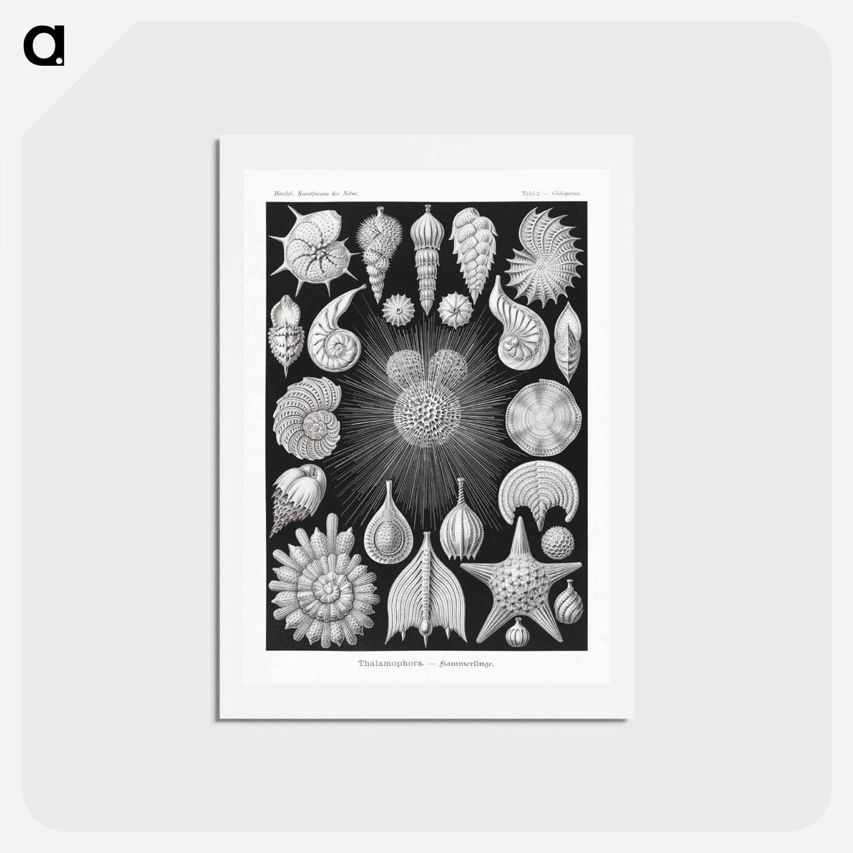 アートポストカード-Thalamophora–Kammerlinge from Kunstformen der Natur - エルンスト ヘッケル Postcard.