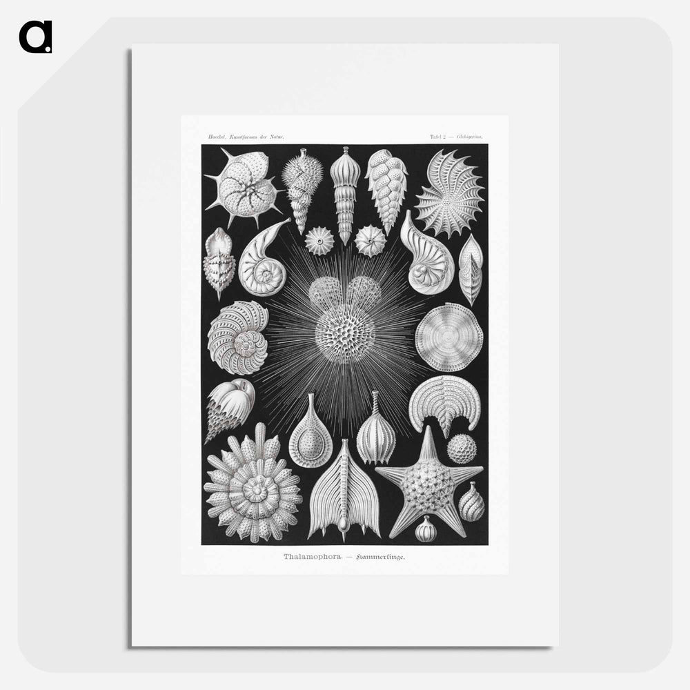 Thalamophora–Kammerlinge from Kunstformen der Natur - エルンスト ヘッケル Poster.