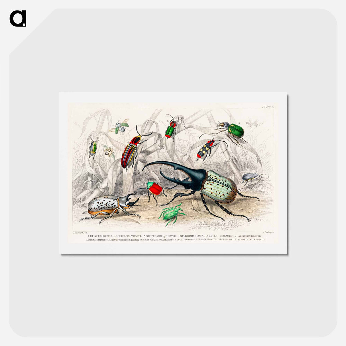 アートポストカード-Beetle Collection
- ゴールドスミスの生き生きとした自然 Postcard.