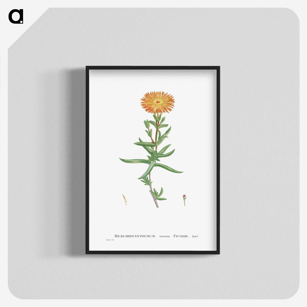 1-17_Histoire-des-Plantes-Grasses_blk-crop