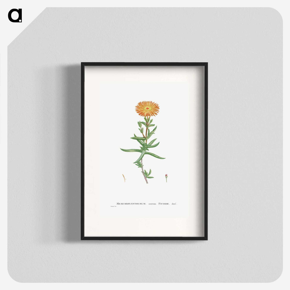 1-17_Histoire-des-Plantes-Grasses_blk