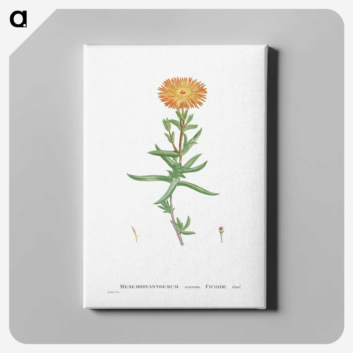 1-17_Histoire-des-Plantes-Grasses_canvas