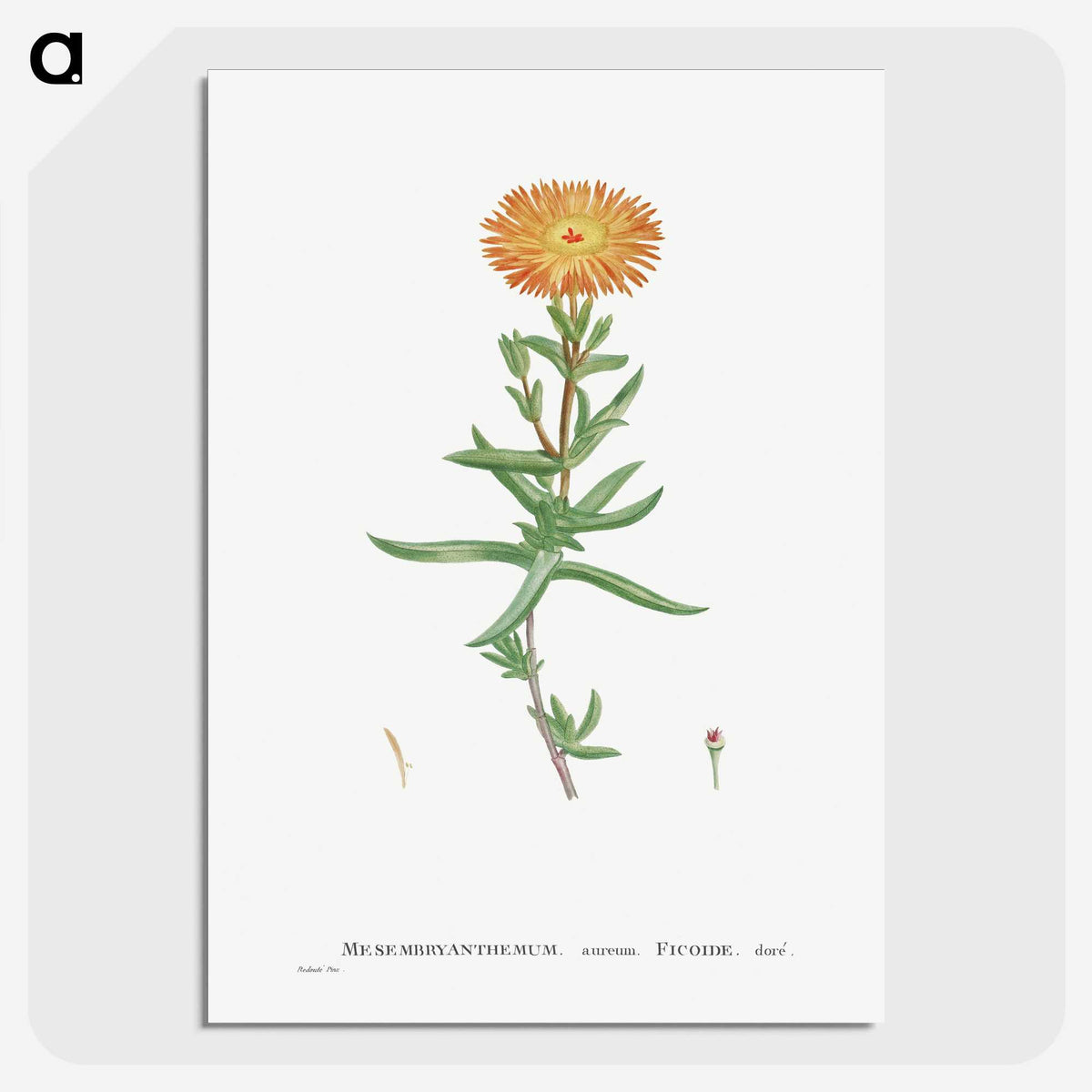 1-17_Histoire-des-Plantes-Grasses_picture-crop