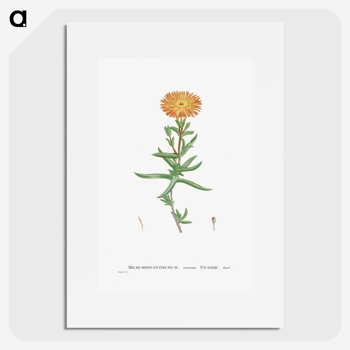 1-17_Histoire-des-Plantes-Grasses_picture