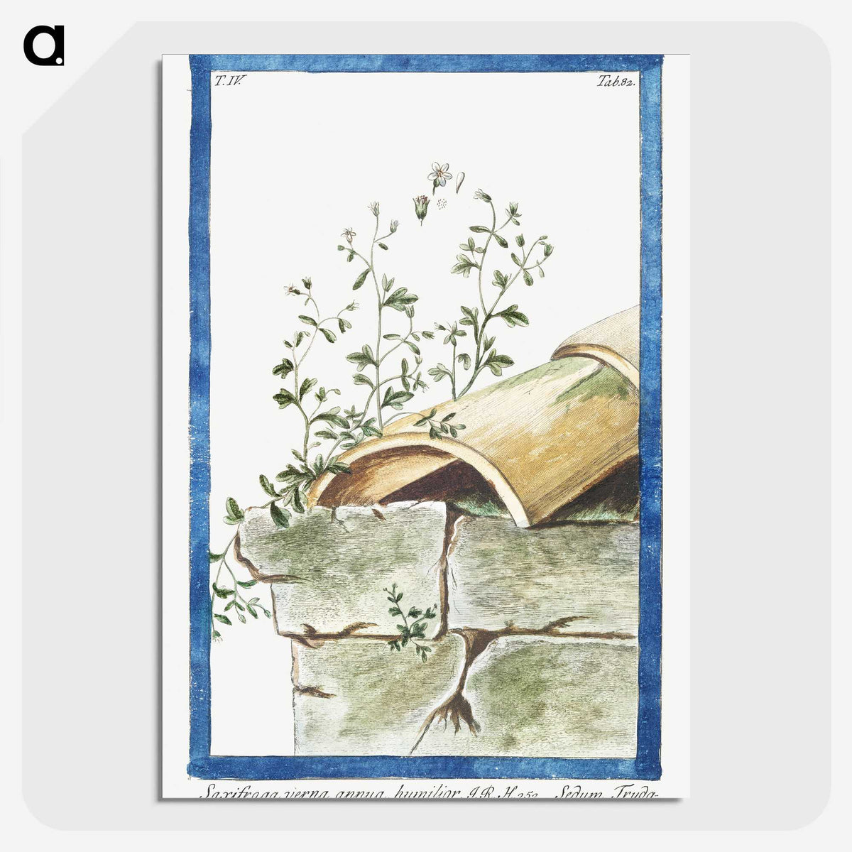 1-17_Hortus-Romanus-Botanical-Plates_picture-crop