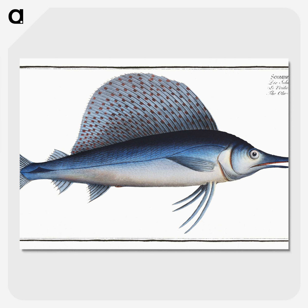 1-17_Ichtyologie-ou-Histoire-naturelle_picture-crop