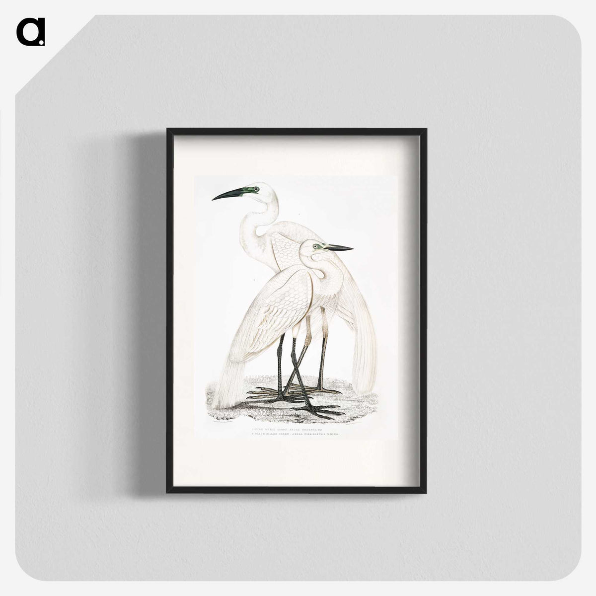 1-17_Indian-Zoology_blk