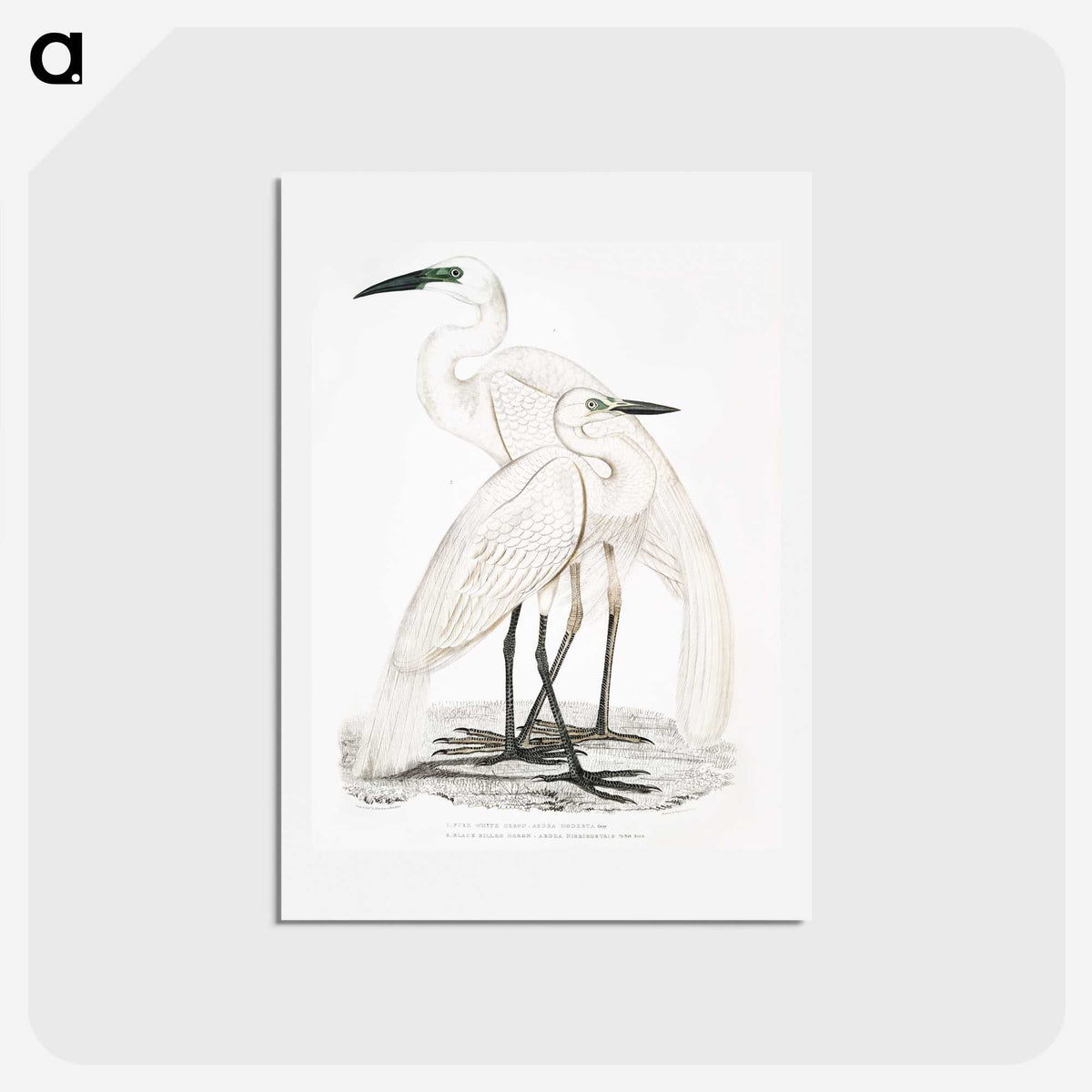 1-17_Indian-Zoology_hagaki
