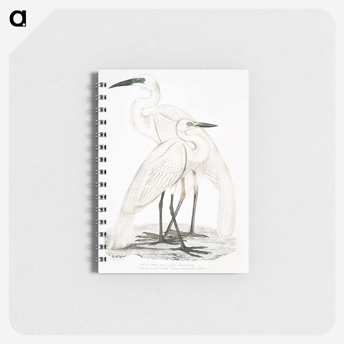1-17_Indian-Zoology_memo