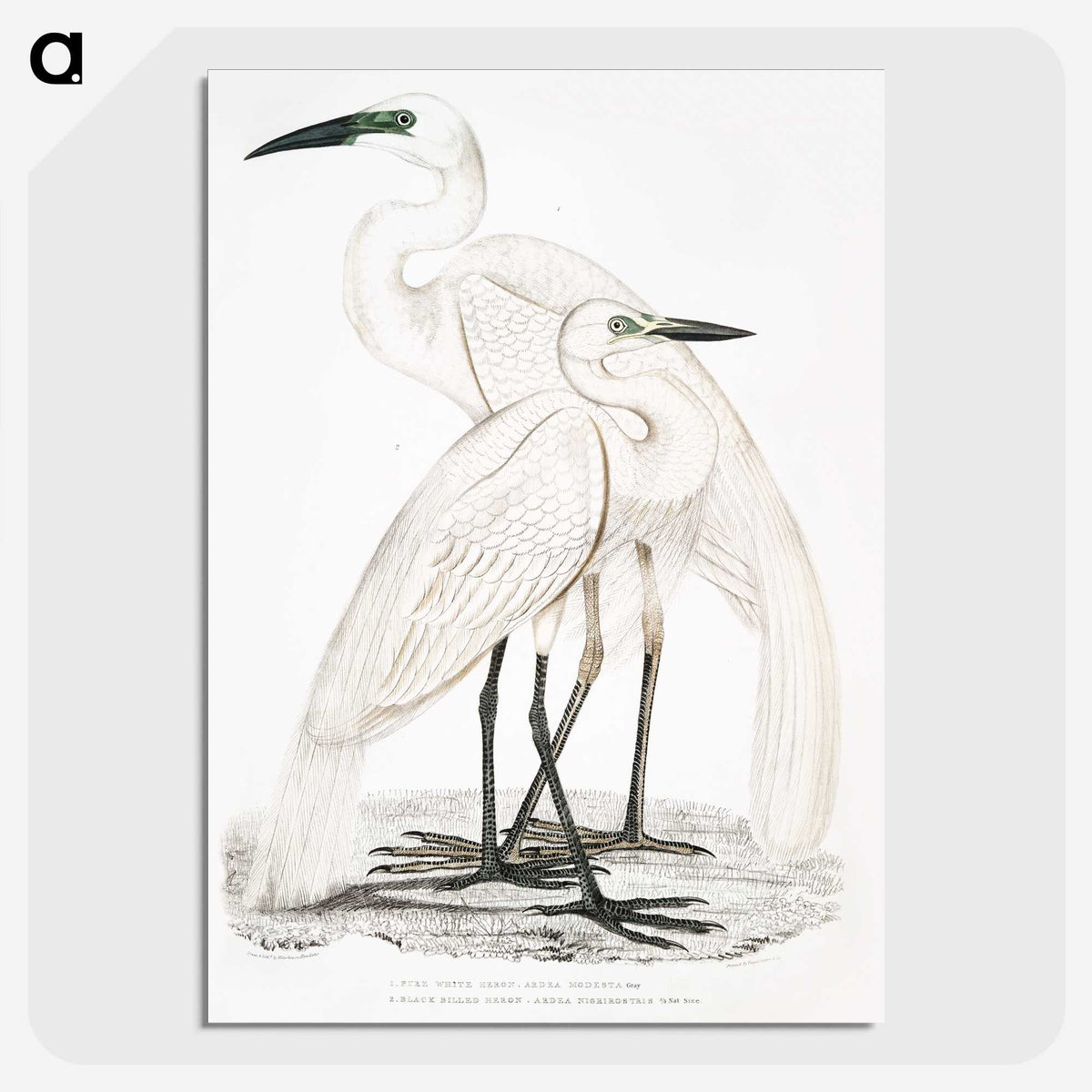 1-17_Indian-Zoology_picture-crop