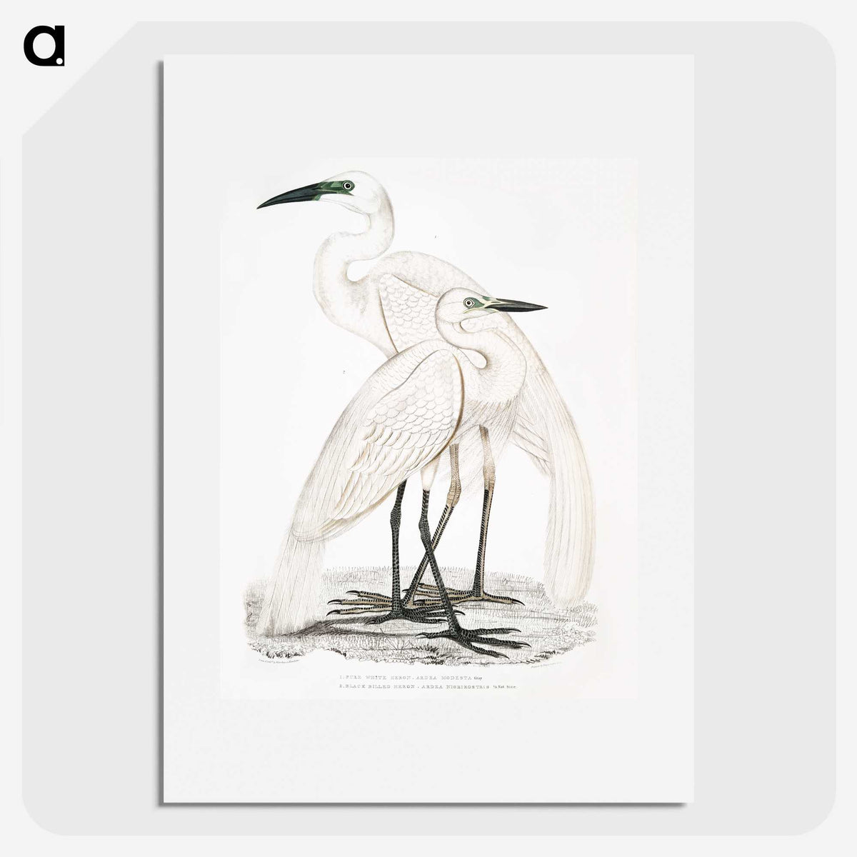 1-17_Indian-Zoology_picture