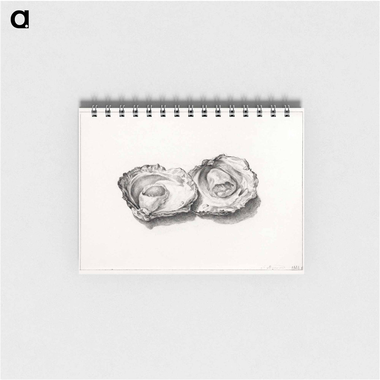 Two opened oysters - ジャン ベルナール Memo.