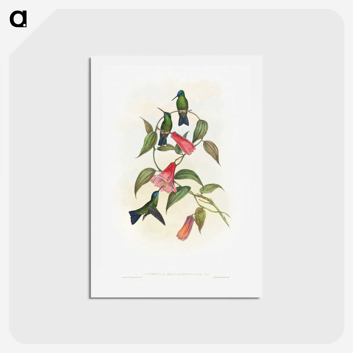 1-17_John-Gould_hagaki