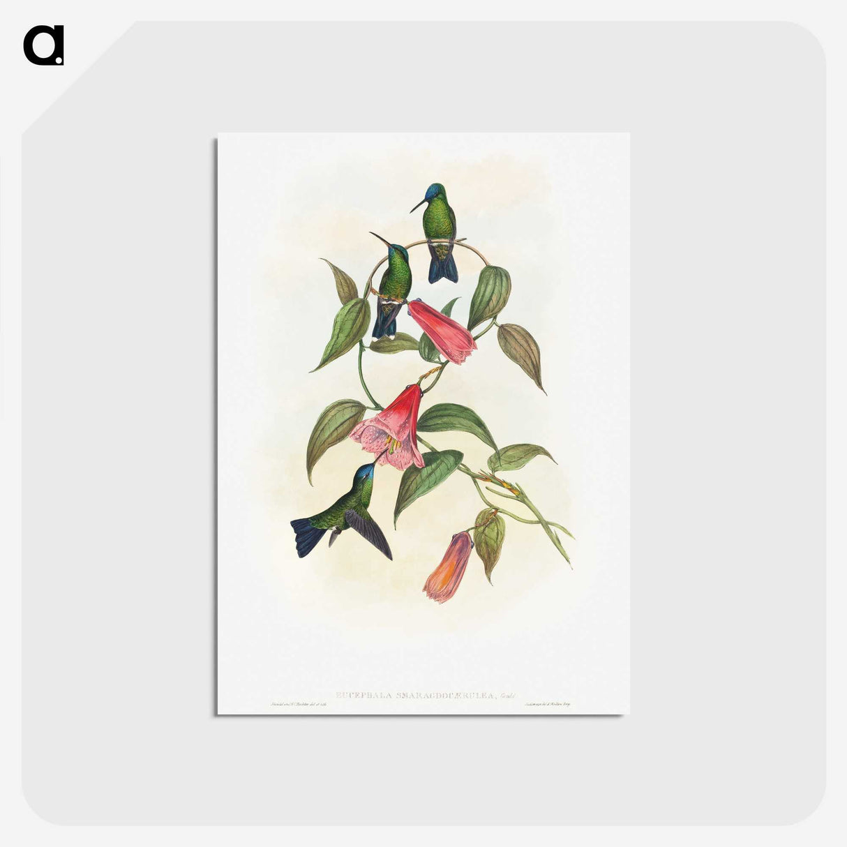 1-17_John-Gould_postcard