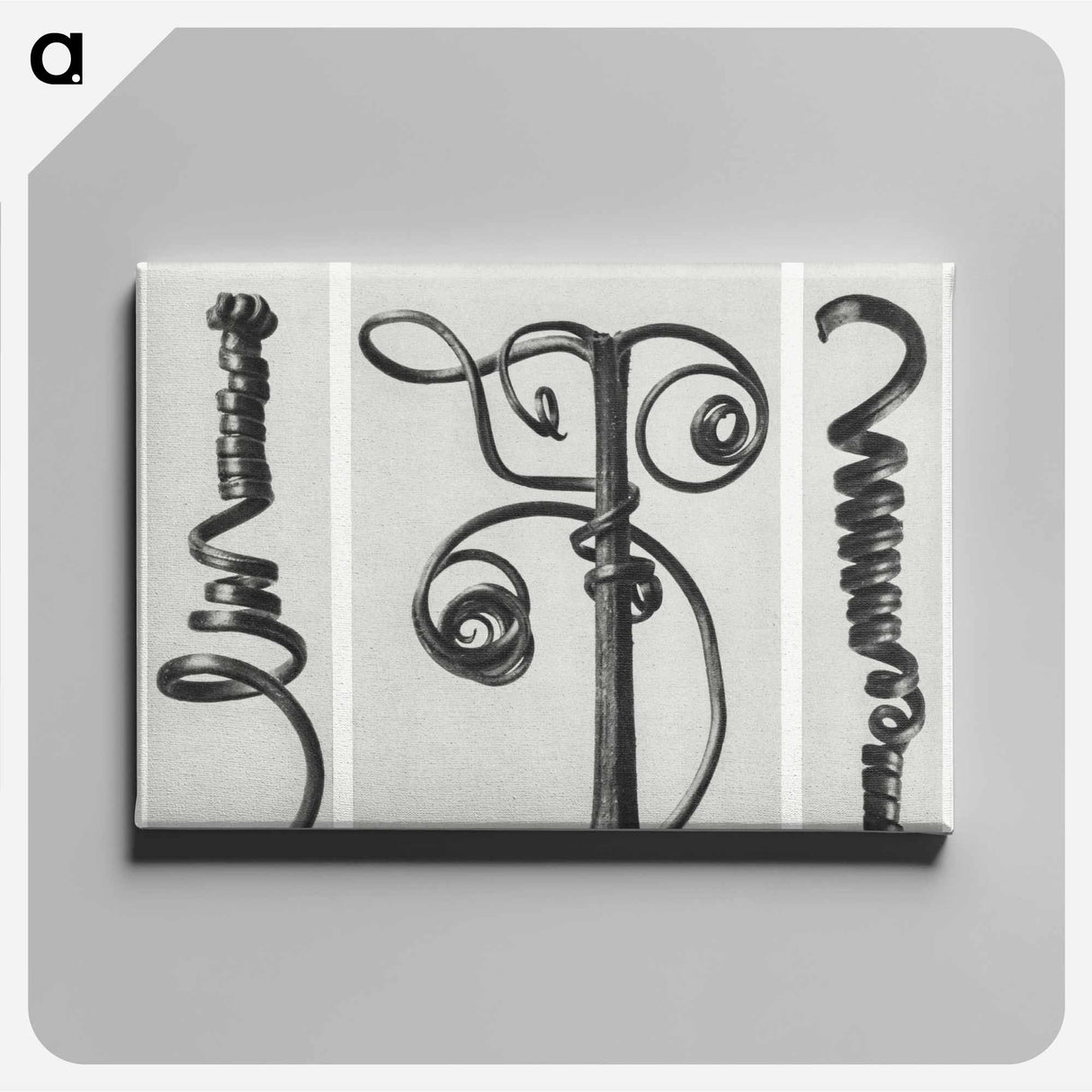 Cucurbita (Pumpkin) - カール ブロスフェルト Canvas.