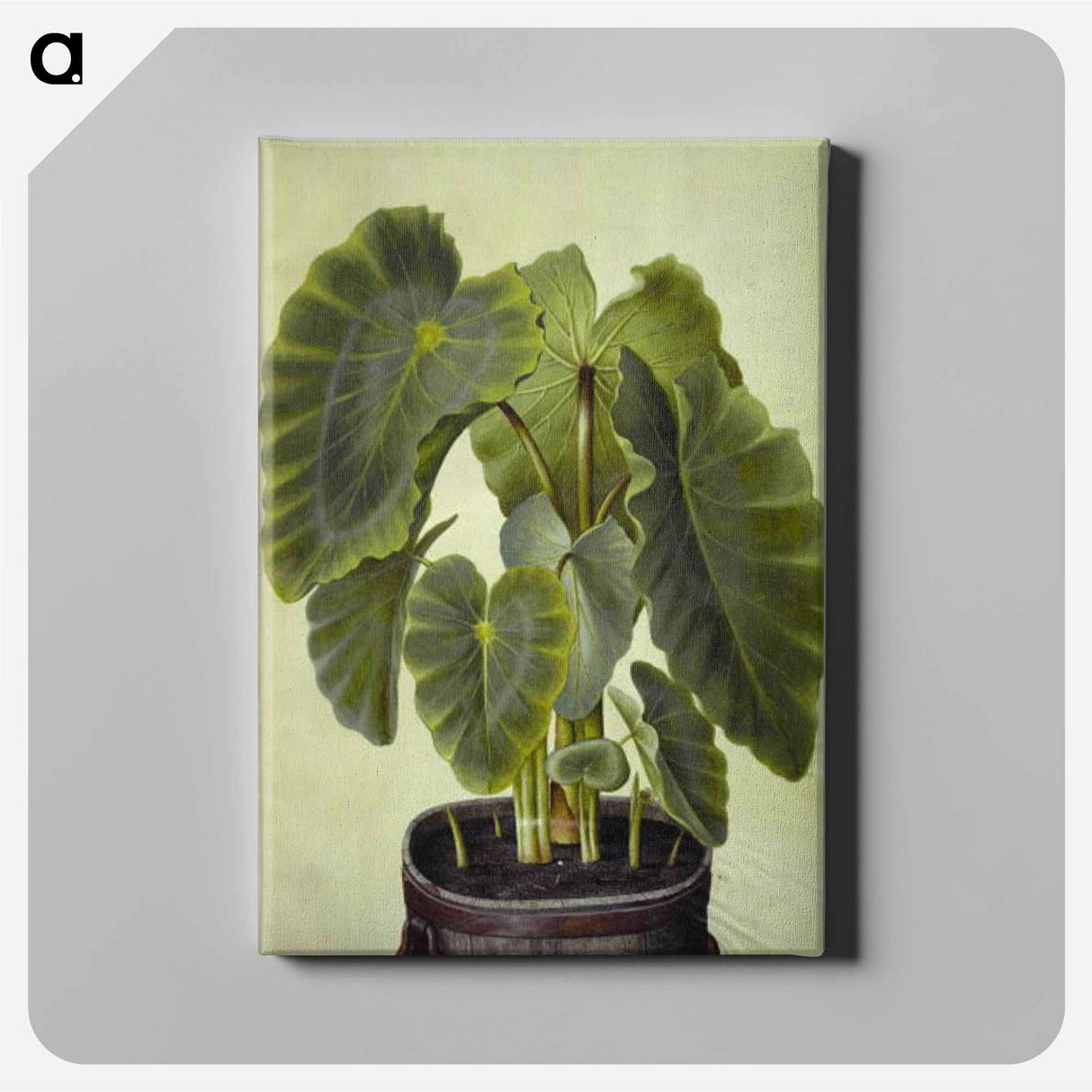 アートパネル-Colocasia esculenta
- マリア ジビーラ メーリアン Canvas.