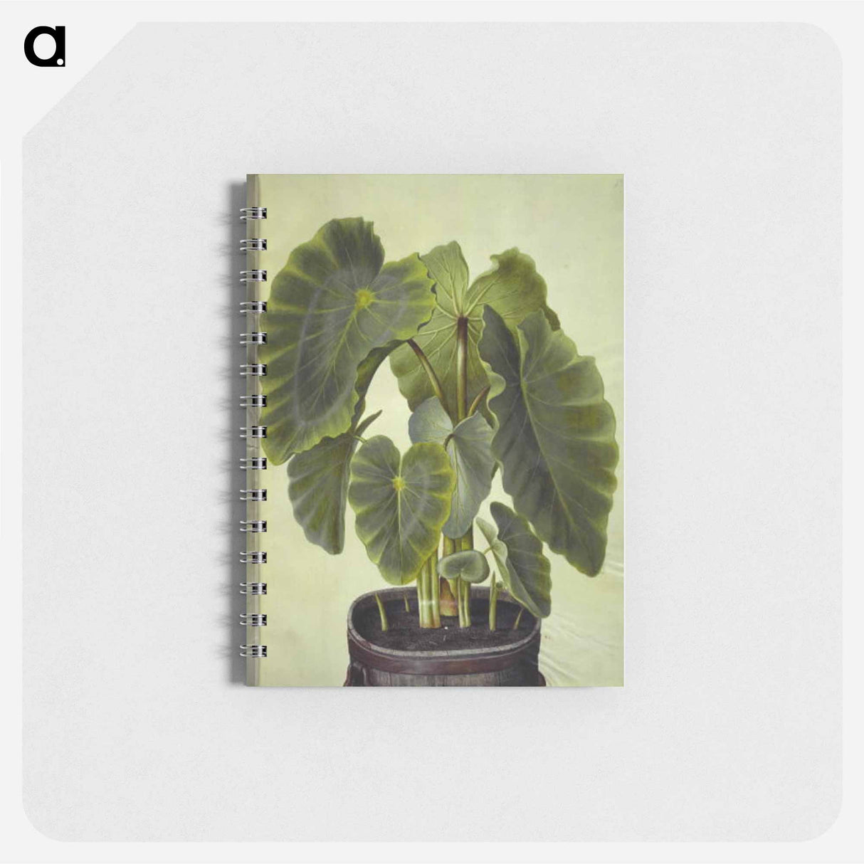 アートメモ帳-Colocasia esculenta
- マリア ジビーラ メーリアン Memo.