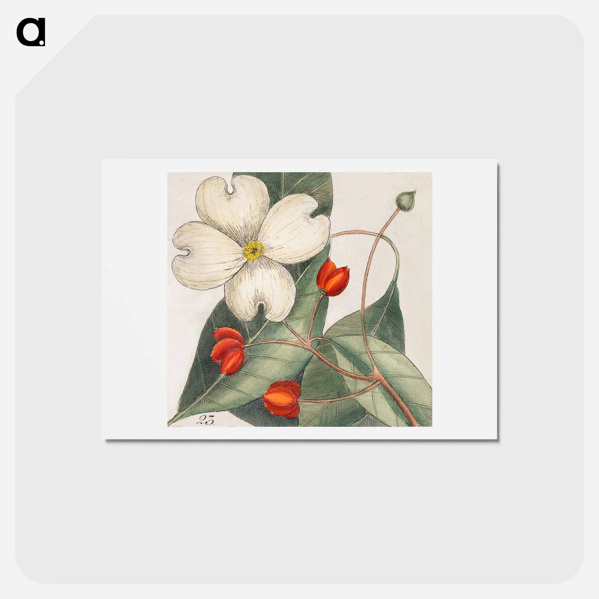 アートポストカード-Carolina Flora
- マーク ケイツビー Postcard.